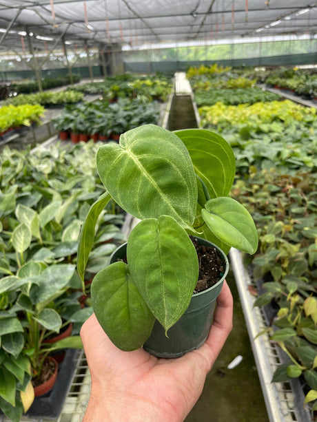 Syngonium 'Ice Frost' indoor houseplant