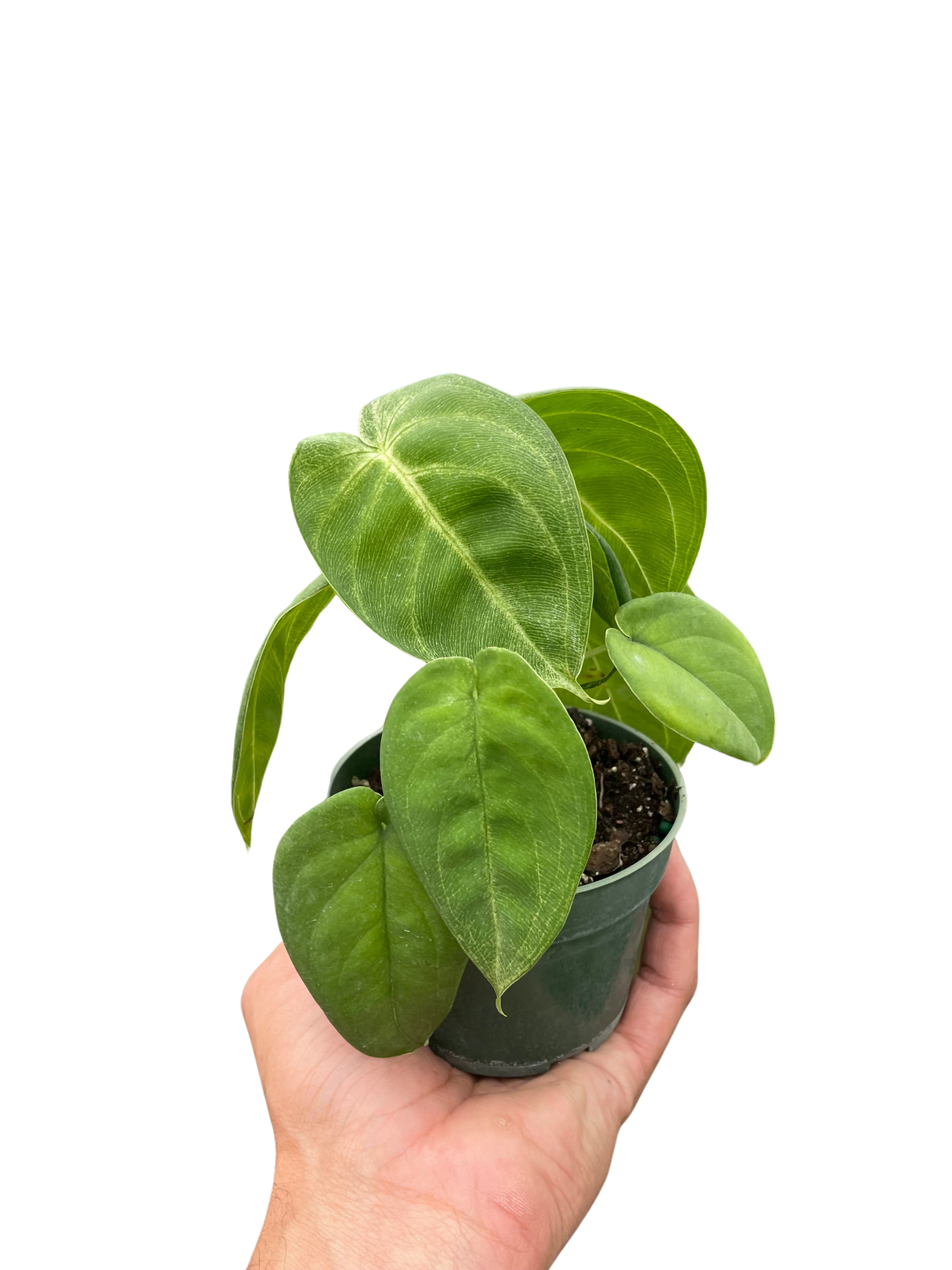 Syngonium 'Ice Frost' indoor houseplant