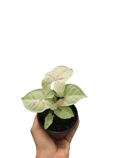 Syngonium 'Milk Confetti' indoor houseplant