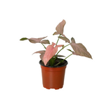 Syngonium 'Pink Splash' - 4" Pot indoor houseplant