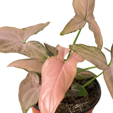 Syngonium 'Pink Splash' - 4" Pot indoor houseplant