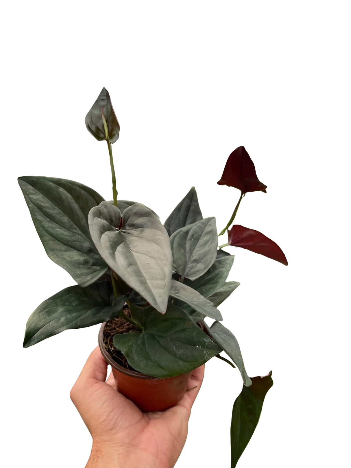 Syngonium 'Red Arrow' indoor houseplant