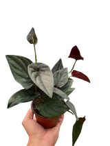 Syngonium 'Red Arrow' indoor houseplant