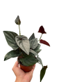 Syngonium 'Red Arrow' indoor houseplant