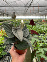 Syngonium 'Red Arrow' indoor houseplant