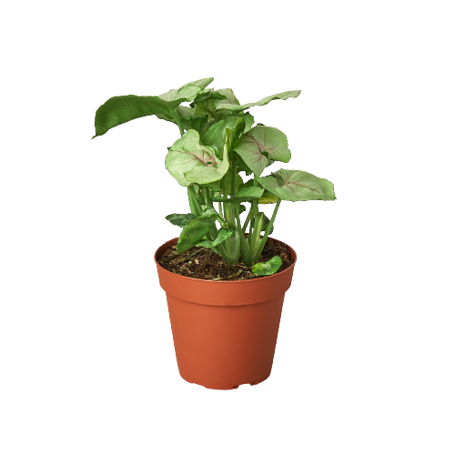 Syngonium Roxanna indoor houseplant