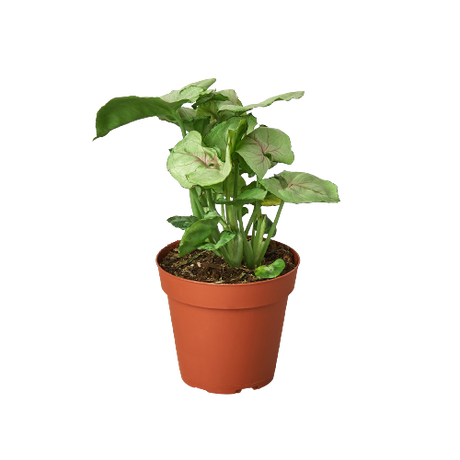 Syngonium Roxanna indoor houseplant