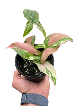 Syngonium 'Tricolor' indoor houseplant
