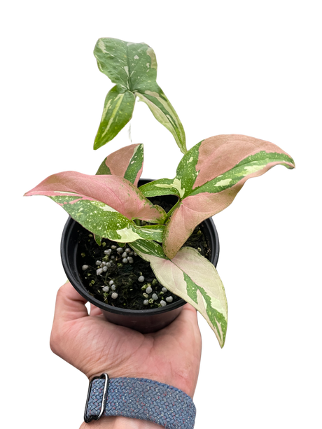 Syngonium 'Tricolor' indoor houseplant