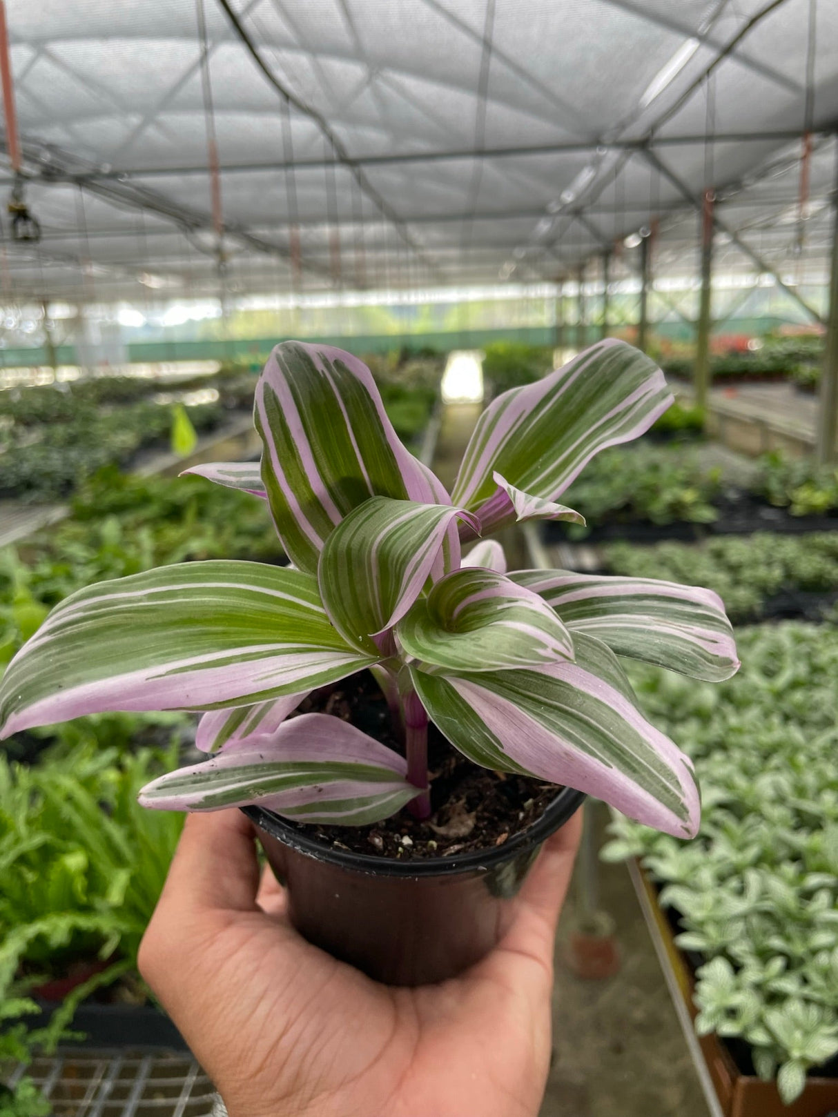 Tradescantia 'Nanouk' indoor houseplant