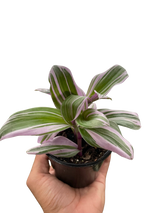 Tradescantia 'Nanouk' indoor houseplant