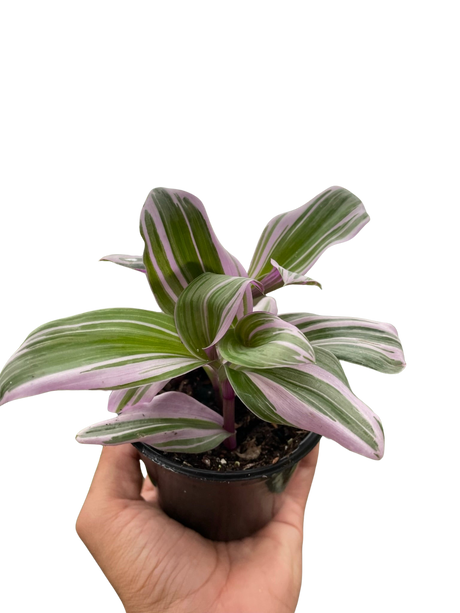 Tradescantia 'Nanouk' indoor houseplant