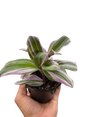 Tradescantia 'Nanouk' indoor houseplant