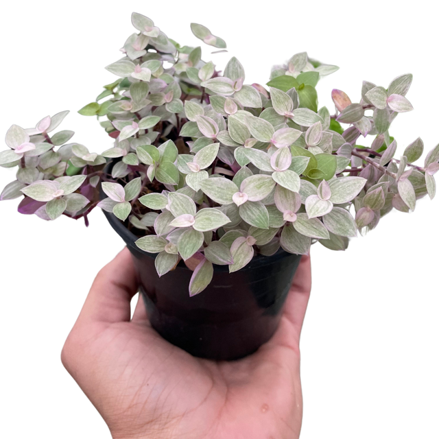 Tradescantia Callisia 'Pink Panther' indoor houseplant