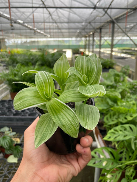 Tradescantia 'Sanna' indoor houseplant