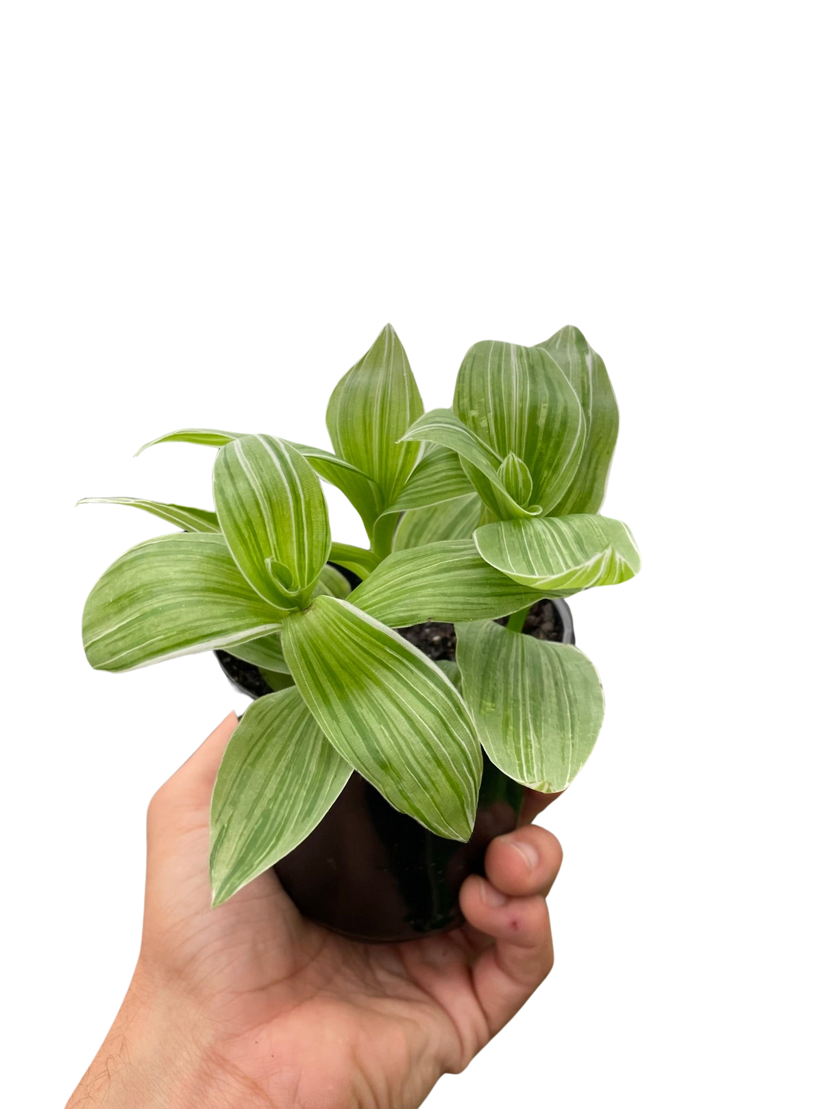 Tradescantia 'Sanna' indoor houseplant