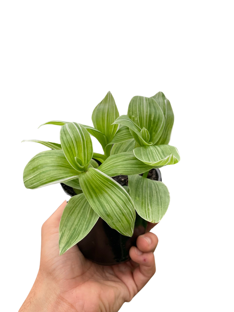 Tradescantia 'Sanna' indoor houseplant