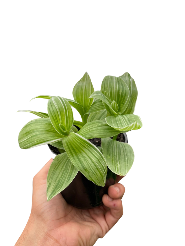 Tradescantia 'Sanna' indoor houseplant