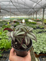 Tradescantia Zebrina 'Wandering Dude' indoor houseplant\