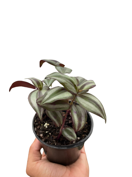 Tradescantia Zebrina 'Wandering Dude' indoor houseplant