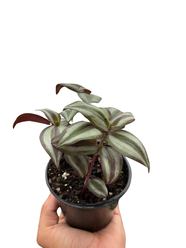 Tradescantia Zebrina 'Wandering Dude' indoor houseplant