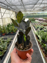 ZZ Zamioculcas 'Black Queen' indoor houseplant