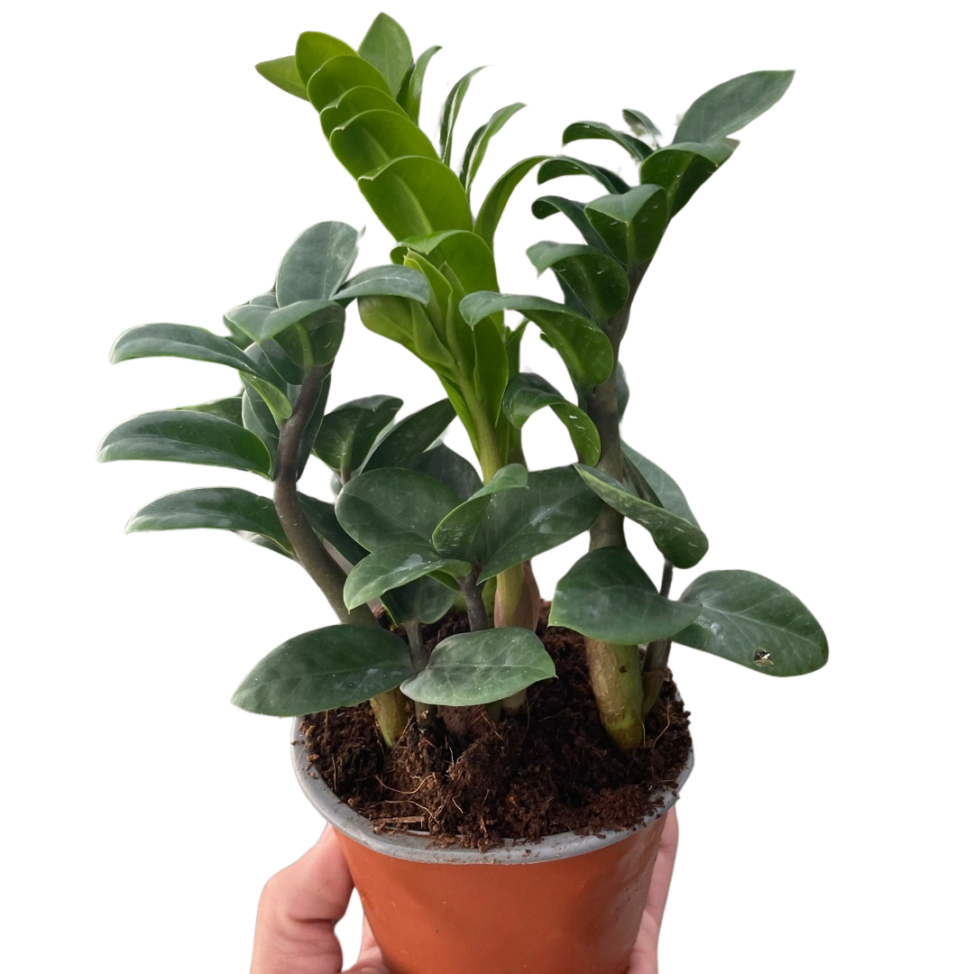 Zamioculcas zamiifolia 'Zenzi' indoor houseplant