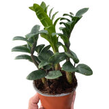 Zamioculcas zamiifolia 'Zenzi' indoor houseplant