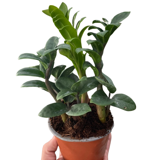 Zamioculcas zamiifolia 'Zenzi' indoor houseplant