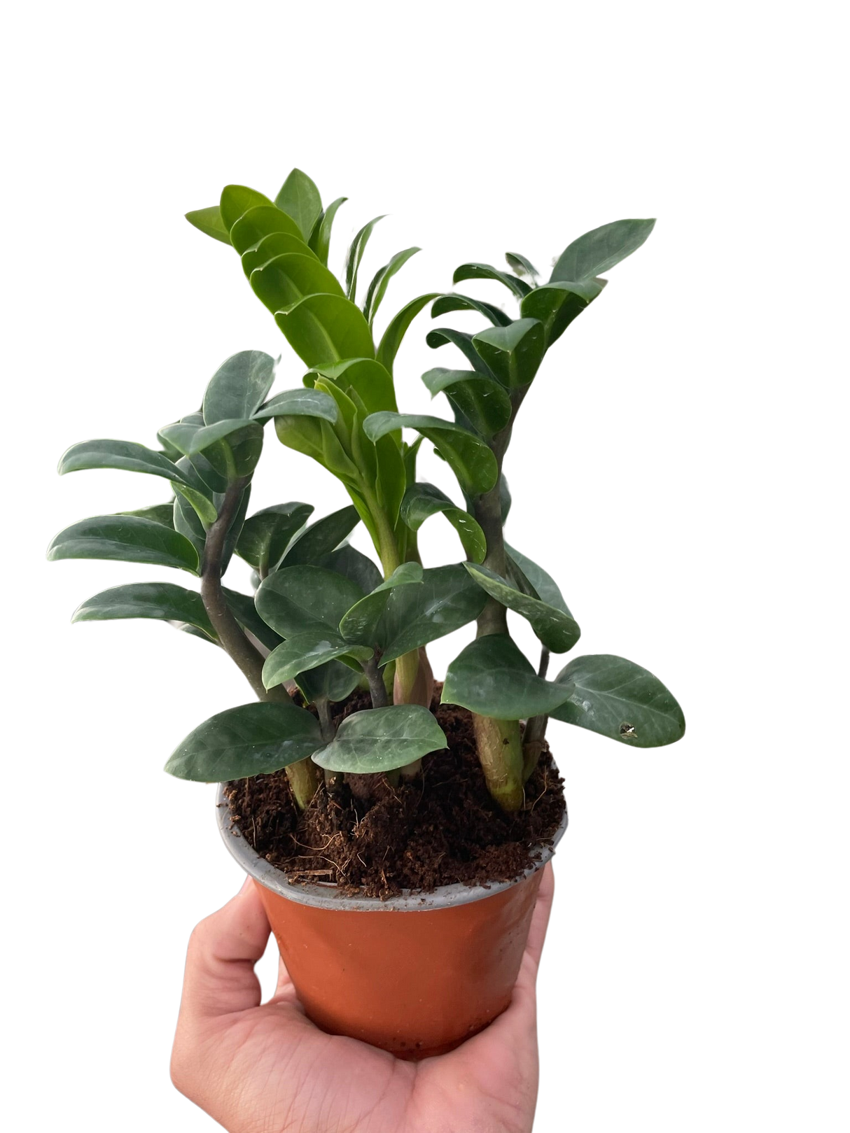 Zamioculcas zamiifolia 'Zenzi' indoor houseplant