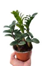 Zamioculcas zamiifolia 'Zenzi' indoor houseplant