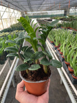 Zamioculcas zamiifolia 'Zenzi' indoor houseplant