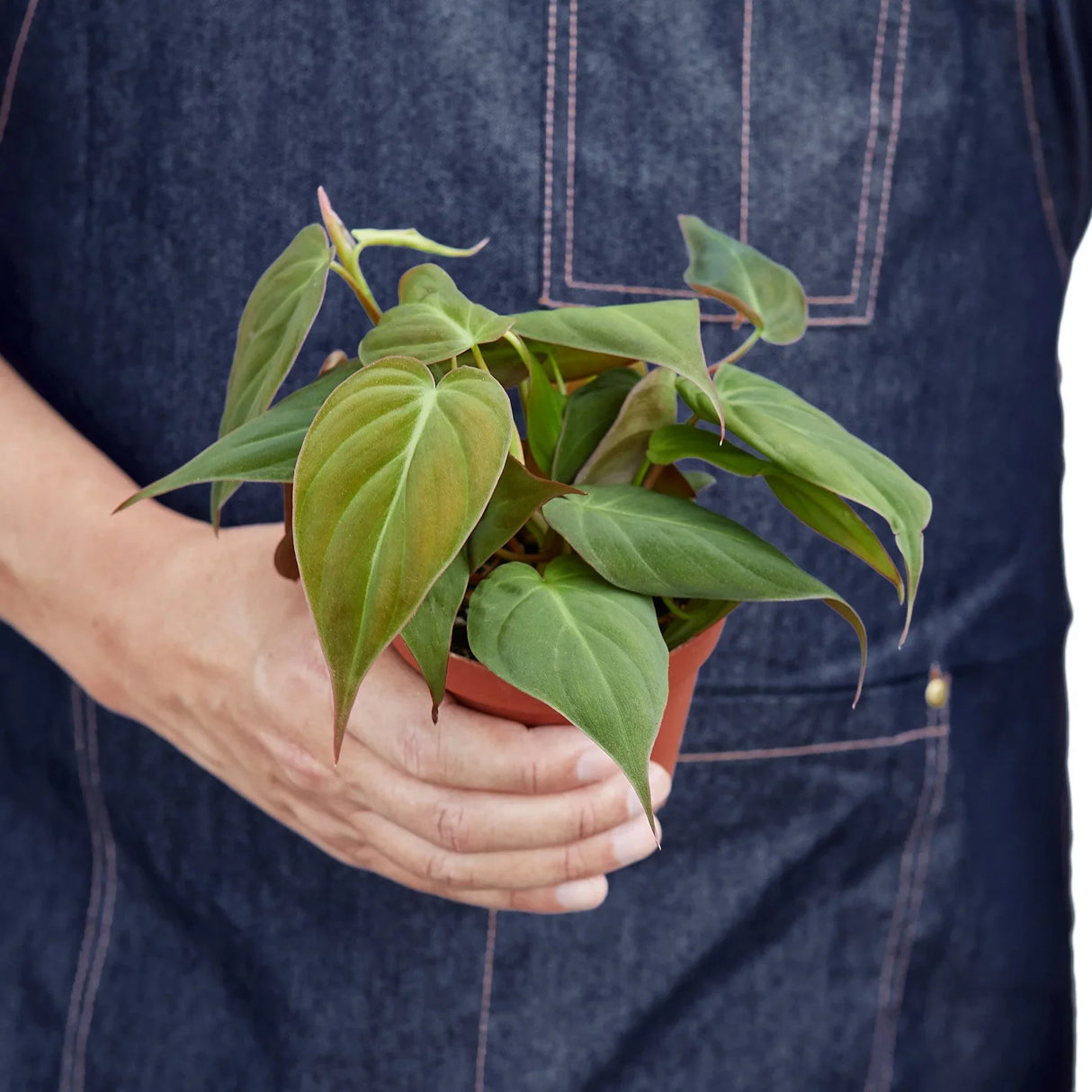 Philodendron 'Velvet' indoor houseplant