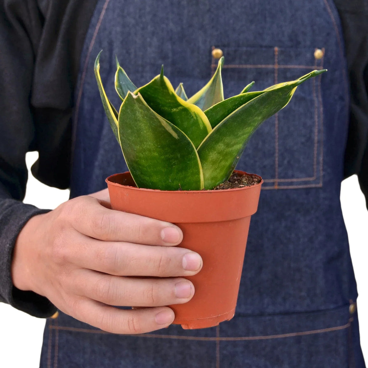 Snake Plant Emerald Star indoor houseplant