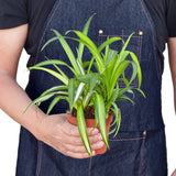 Spider Plant Hawaiian indoor houseplant