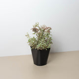 Sedum Tricolor indoor houseplant