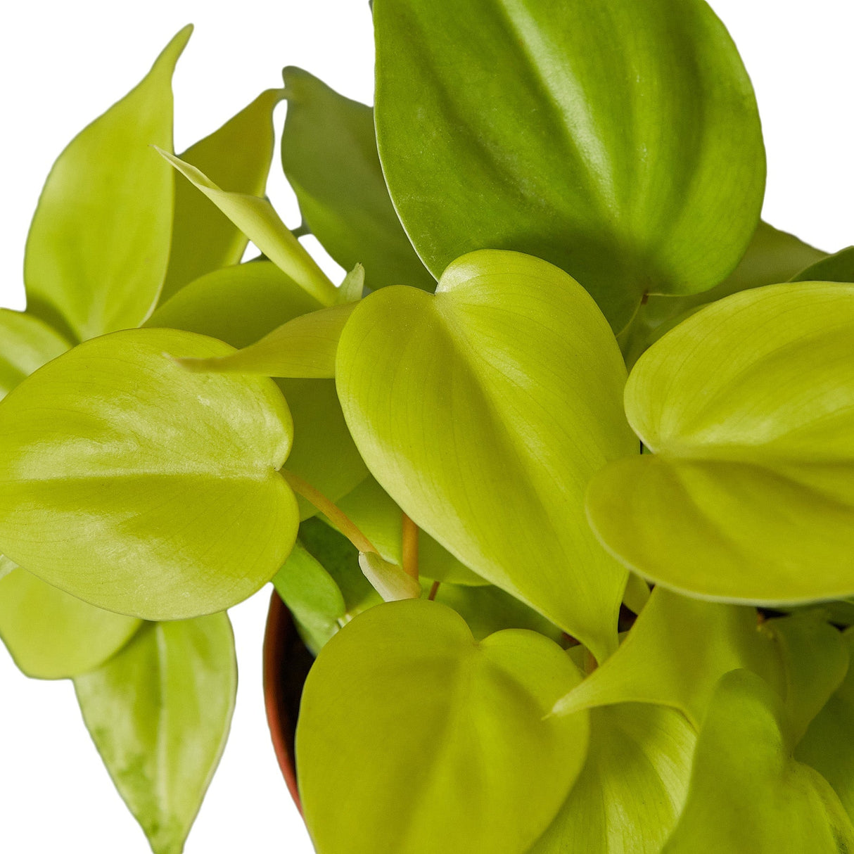 Philodendron 'Neon' indoor houseplant