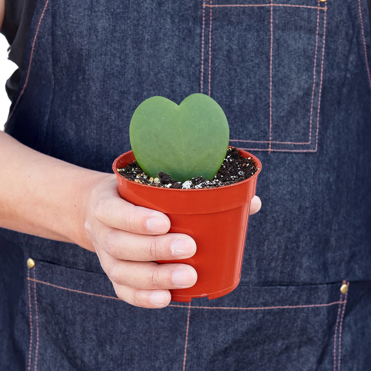 Hoya Sweetheart indoor house plant