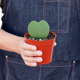 Hoya Sweetheart indoor house plant