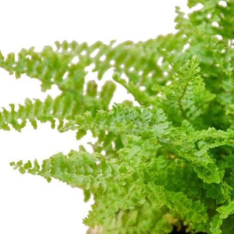 Cotton Candy Fern indoor plant