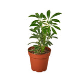 Schefflera Moonlight 'Umbrella Plant' indoor houseplant