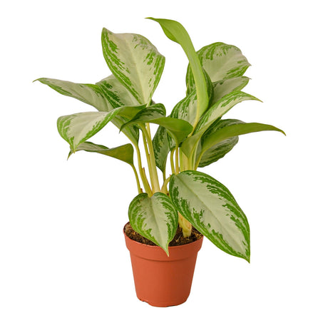 Chinese Evergreen 'Silver Bay' indoor plant