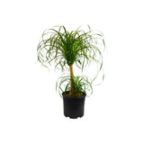 Palm Ponytail indoor house plant