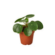 Pilea Peperomioides 'Chinese Money' indoor houseplant