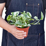 Pothos 'N'joy' indoor houseplant