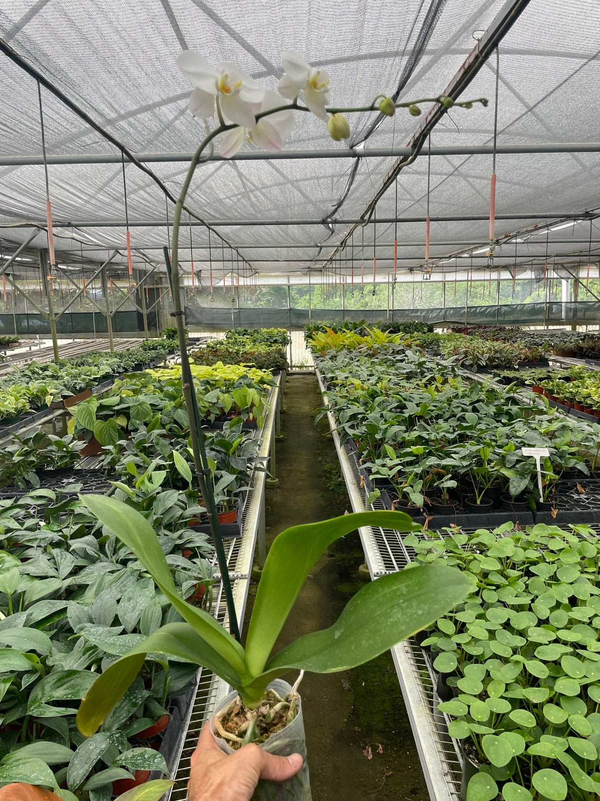 Orchid 'White Phalaenopsis' indoor house plant