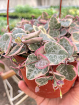 String of Hearts Variegated indoor houseplant