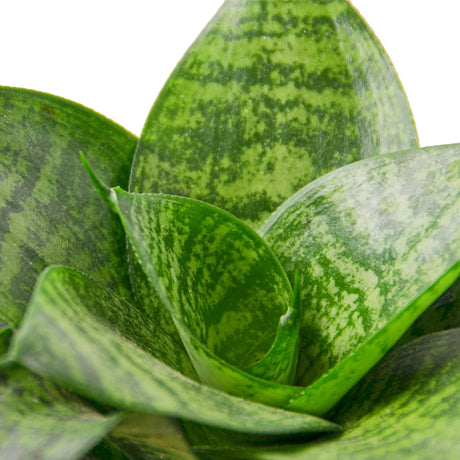 Snake Plant Black Robusta indoor houseplant