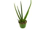 Snake Plant Cylindrica indoor houseplant