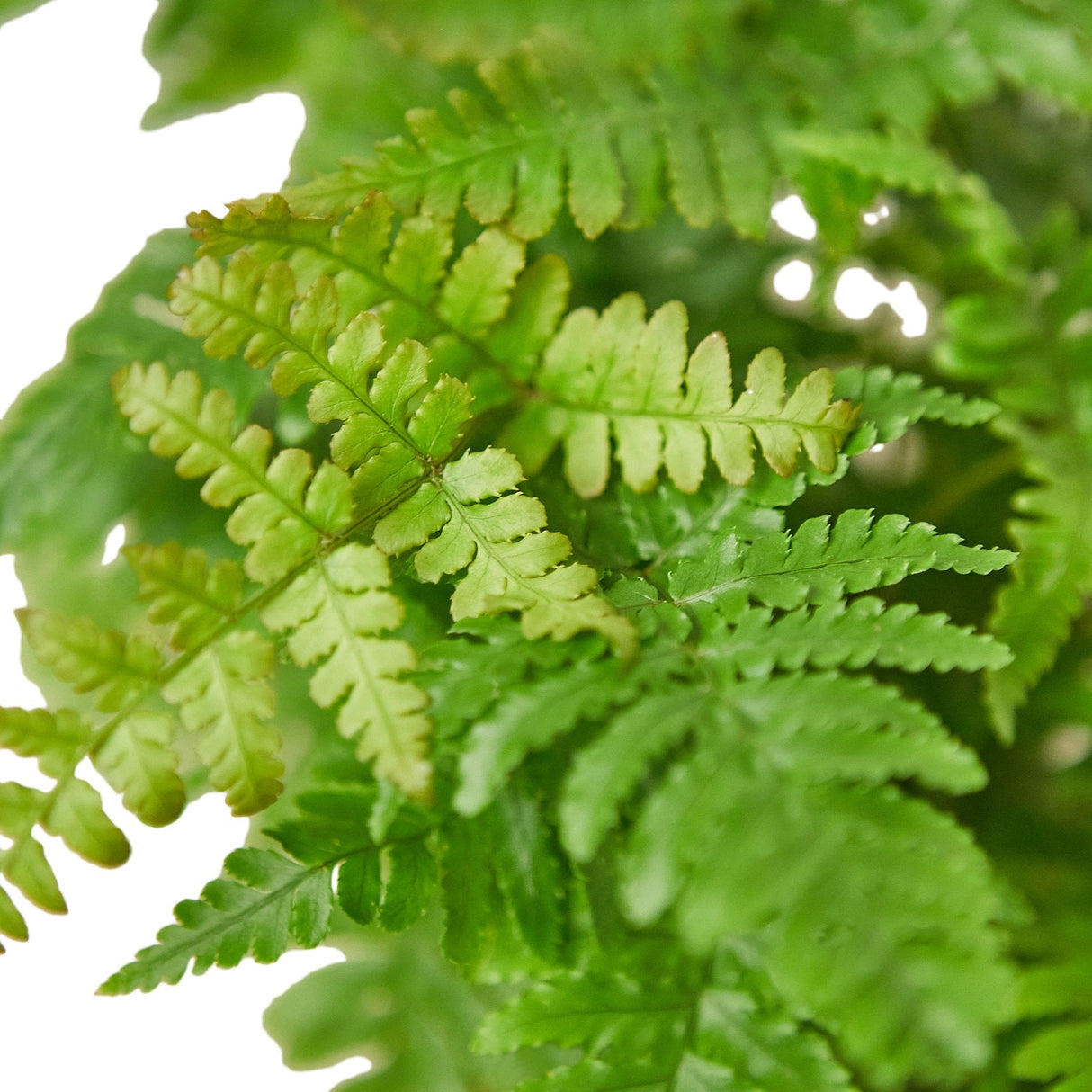 Autumn Fern indoor plant